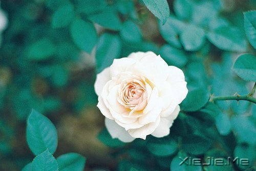 轻拥欢笑，温柔静坐 (5)