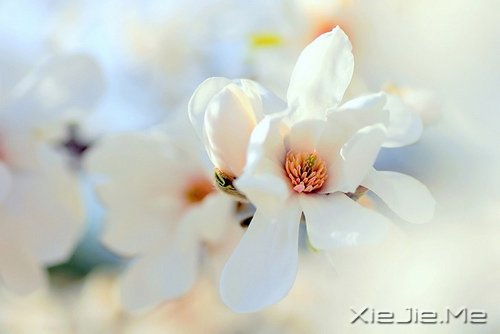 我不怕长大，而是怕你们老去 (8)