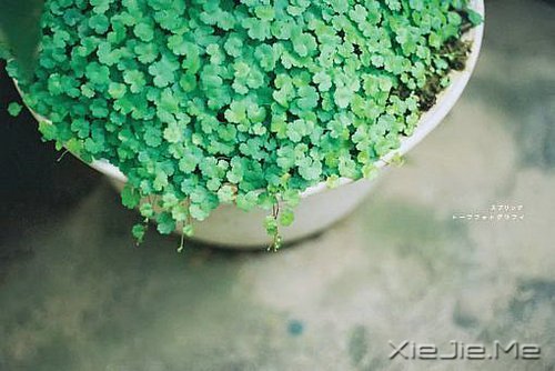 越努力，越幸运 (8)