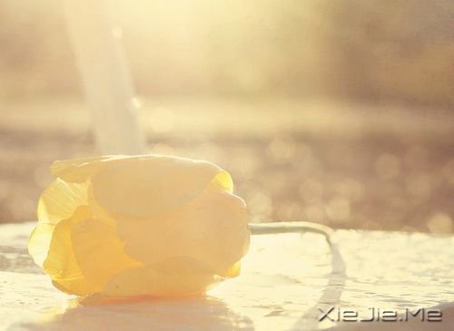 晚安心语：哭泣时没有肩膀依靠，那就仰起头 (5)