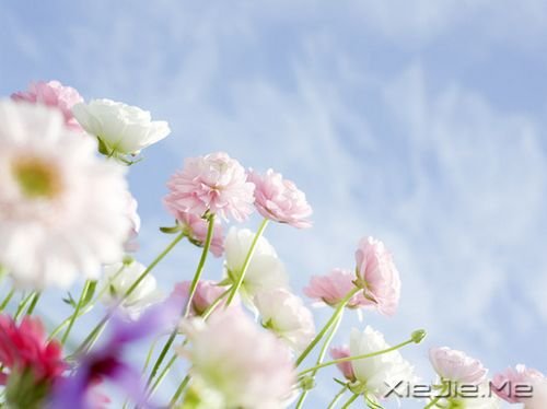 晚安心语：哭泣时没有肩膀依靠，那就仰起头 (7)
